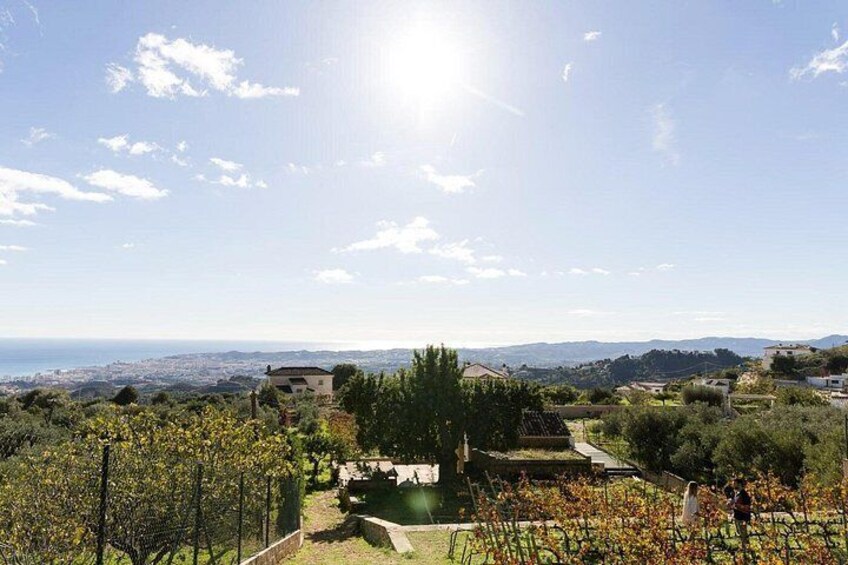 A vineyard with rows of grapevines, a stone building, and a distant view of the sea and hills. 3