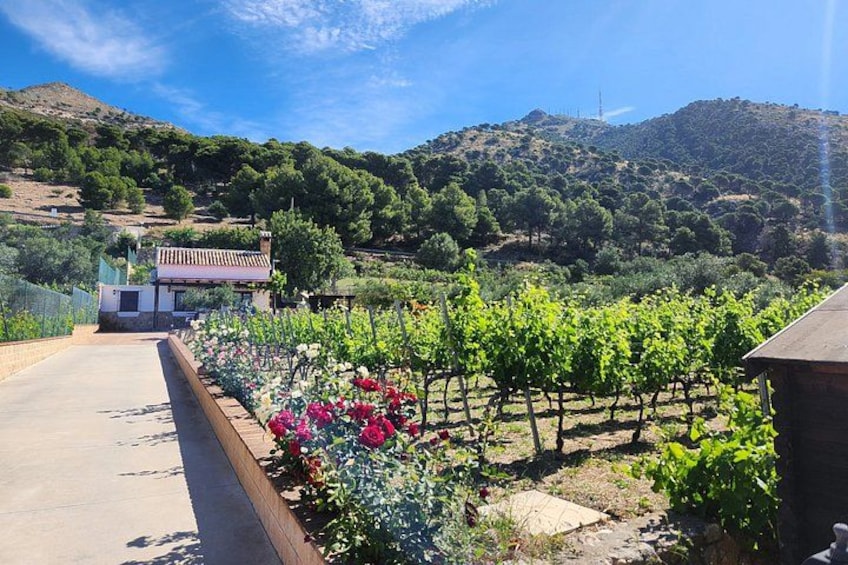 A vineyard with rows of grapevines, a building, and a hilly landscape in the background. 2