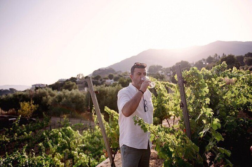 A person in a vineyard. 2