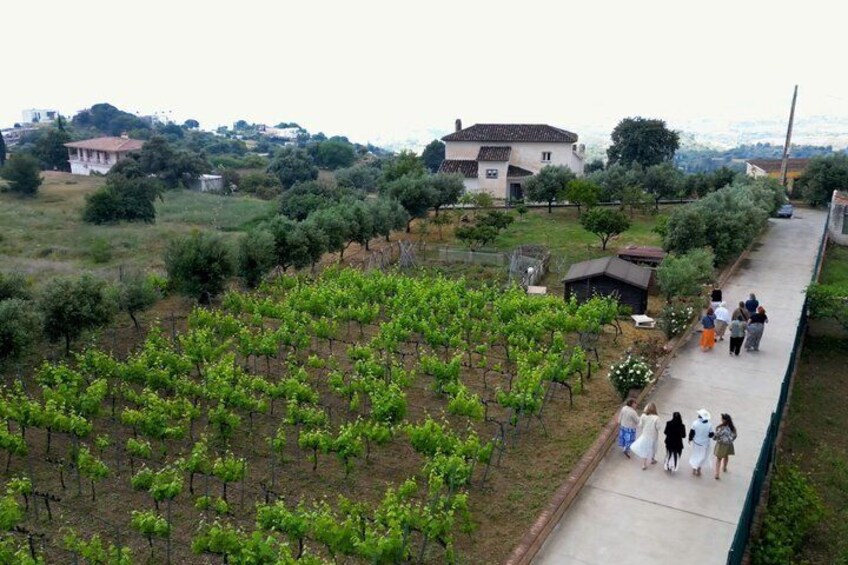Near Malaga: Mijas Organic Vineyard, 5 Wines, 2 Oils & Tapas 4