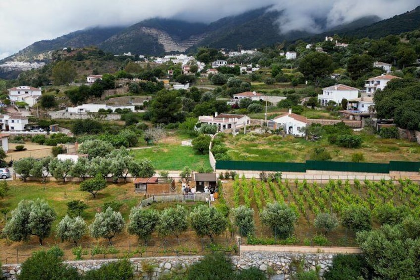 Near Malaga: Mijas Organic Vineyard, 5 Wines, 2 Oils & Tapas 3