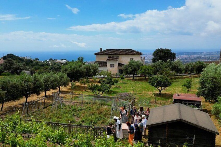 Near Malaga: Mijas Organic Vineyard, 5 Wines, 2 Oils & Tapas 2