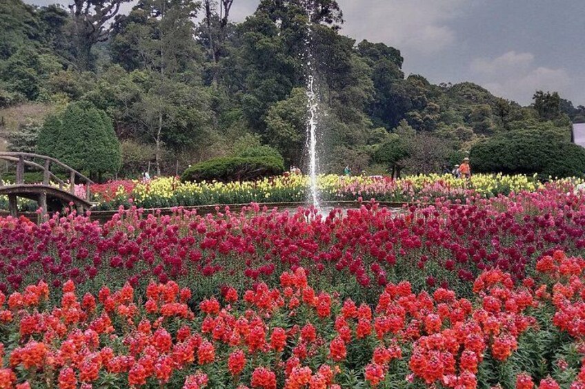 A garden with a fountain, rows of red flowers, and a wooden bridge. 4