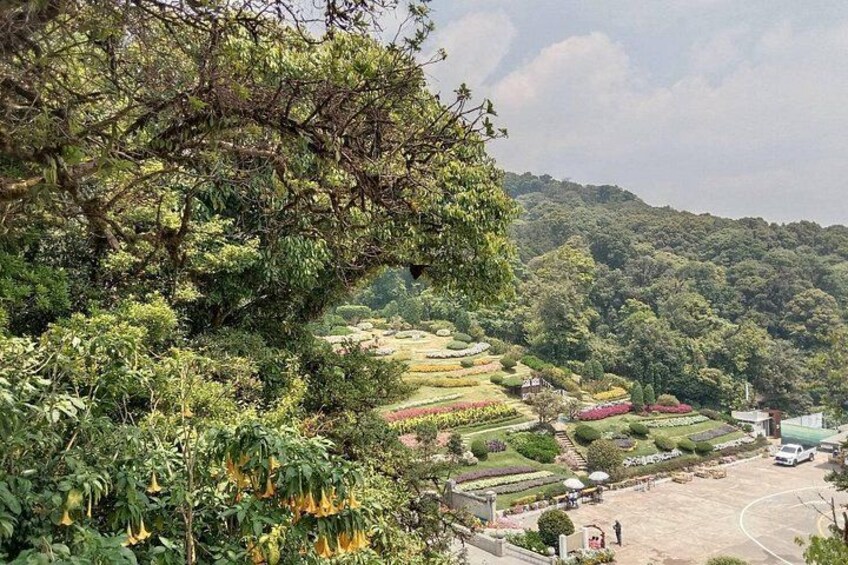 A lush green landscape with terraced gardens and a large tree in the foreground. 5