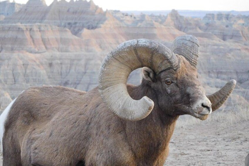Private Tour of the Badlands with Local Experts 5