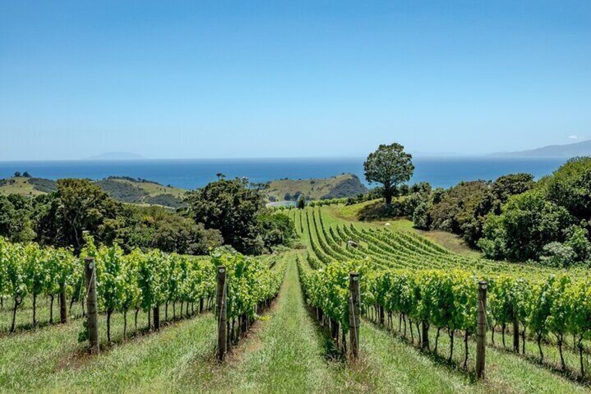 A vineyard with rows of grapevines extending towards the ocean. 4