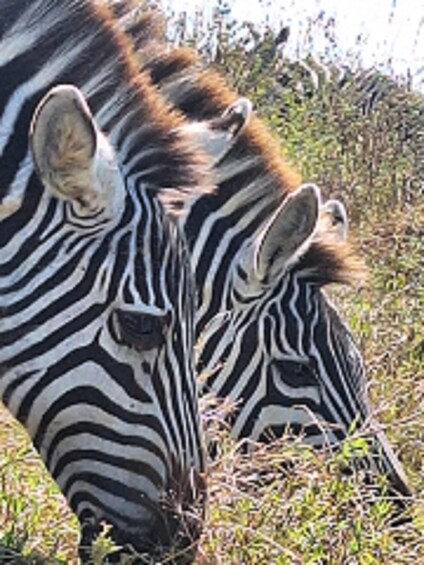 Picture 11 for Activity From Nairobi: Day Trip to Hells gate and Lake Naivasha 4