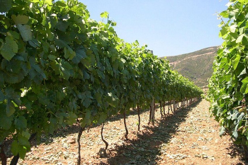 Reihen von Weinreben in einem Weinberg mit einem Feldweg und Hügeln im Hintergrund. 3