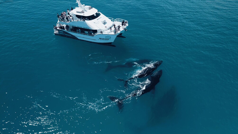 A boat with people on deck and two whales swimming nearby. 1