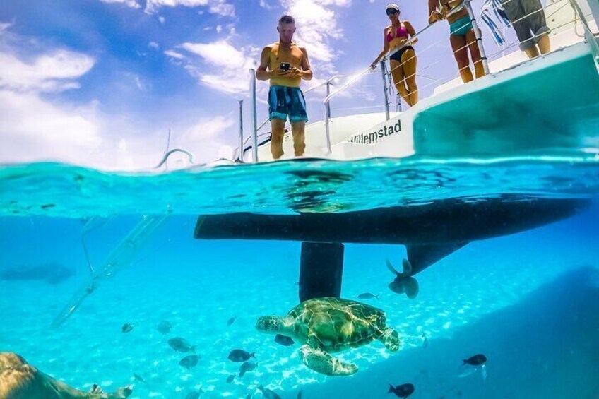 Turtle at Klein Curacao