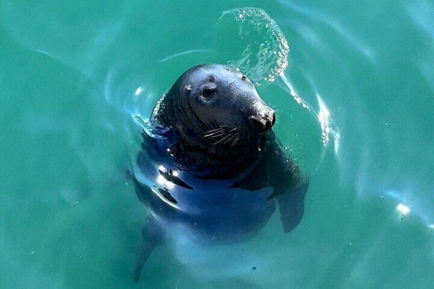 A seal swimming in clear blue water. 2