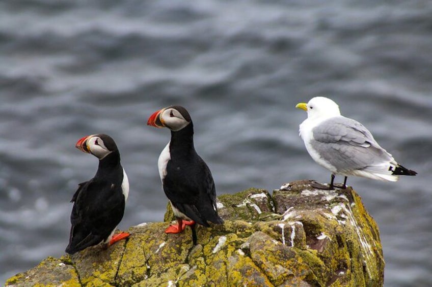 Tres aves posadas sobre una roca cubierta de musgo junto al mar. 3