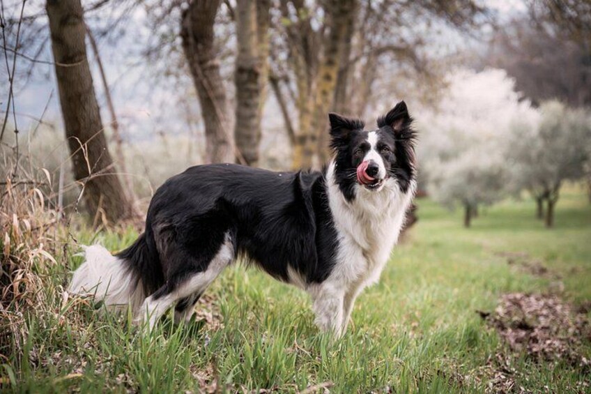 Enjoy making new friends at the Winery | Artemilia Guided Tours 2