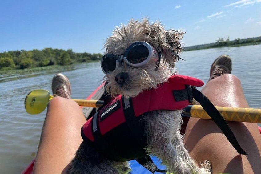 Ein Hund mit Schwimmweste und Sonnenbrille auf einem Boot. 5