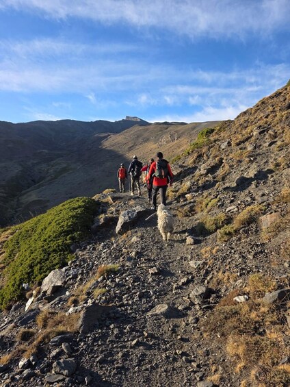 Picture 8 for Activity Sierra Nevada Hiking Adventure – Up to 3,000 Meters 5
