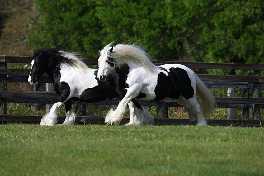 Gypsy Gold Horse Farm Walking Tour 2