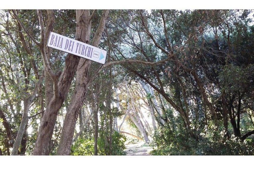 Turks' Bay path 2