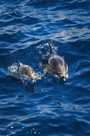 Picture 3 for Activity Benalmádena: Boat Trip with Dolphins, Snorkeling and Slide 2
