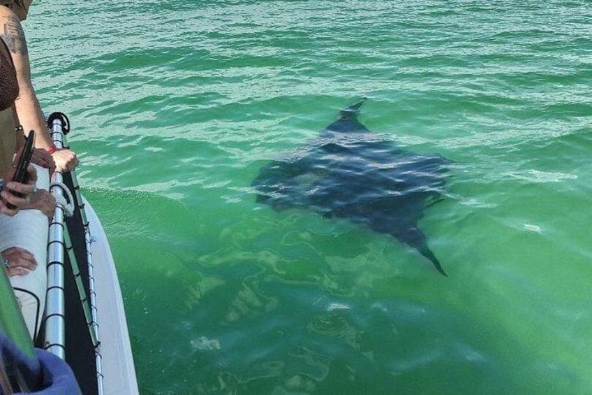 2 Hours Swim with the Dolphins in Panama City 2