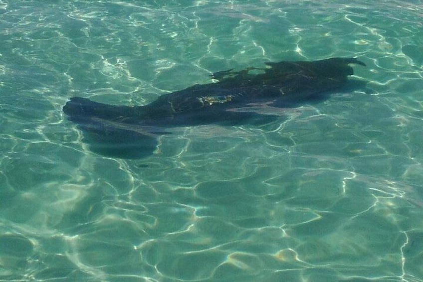 Een grote vis zwemt in helder water. 1