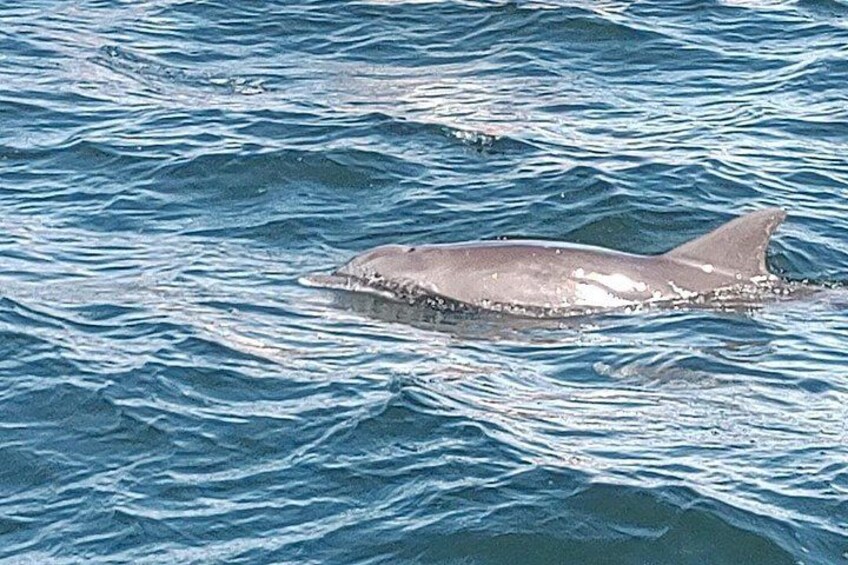 2 Hours Swim with the Dolphins in Panama City 2