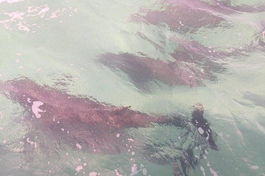 2 Hours Swim with the Dolphins in Panama City 3