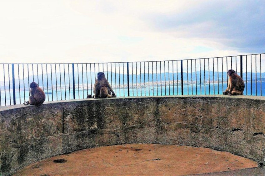 Monkeys in Gibraltar 4