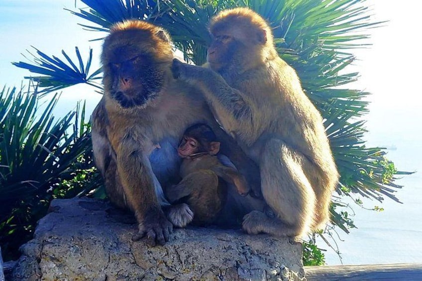 Private Trip in Gibraltar and Estepona from Marbella 5
