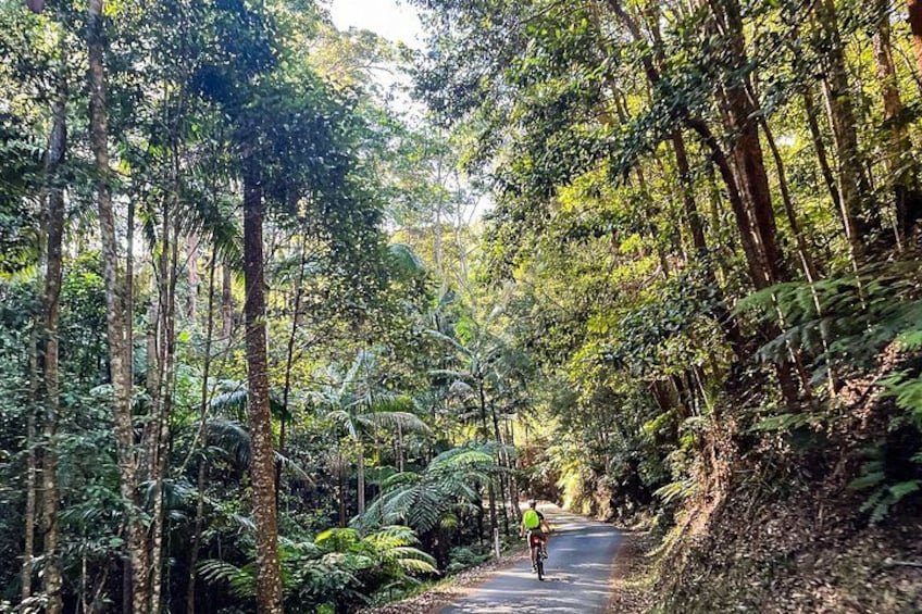 Self Guided E Bike Ride - Distillery, Rainforest & Rail Trail 3