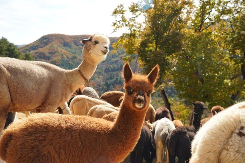 Alpaca World, Nami Island with optional Railbike Tour from Seoul 5