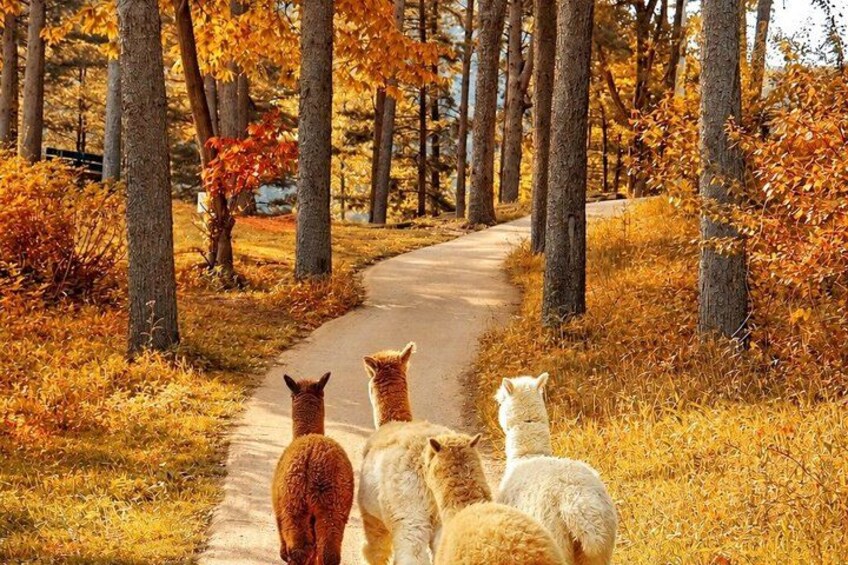 Alpaca World, Nami Island, Optional Railbike Day Trip from Seoul 5