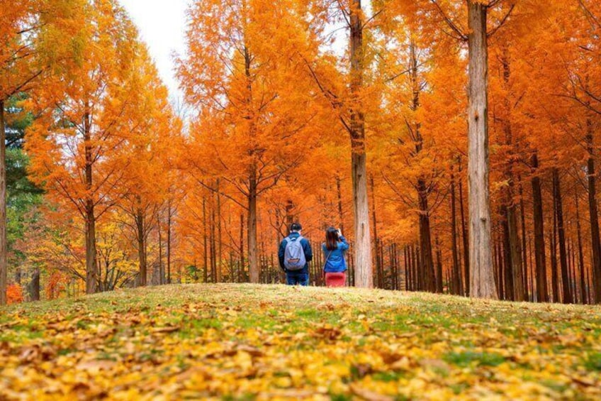 Alpaca World, Nami Island with optional Railbike Tour from Seoul 3