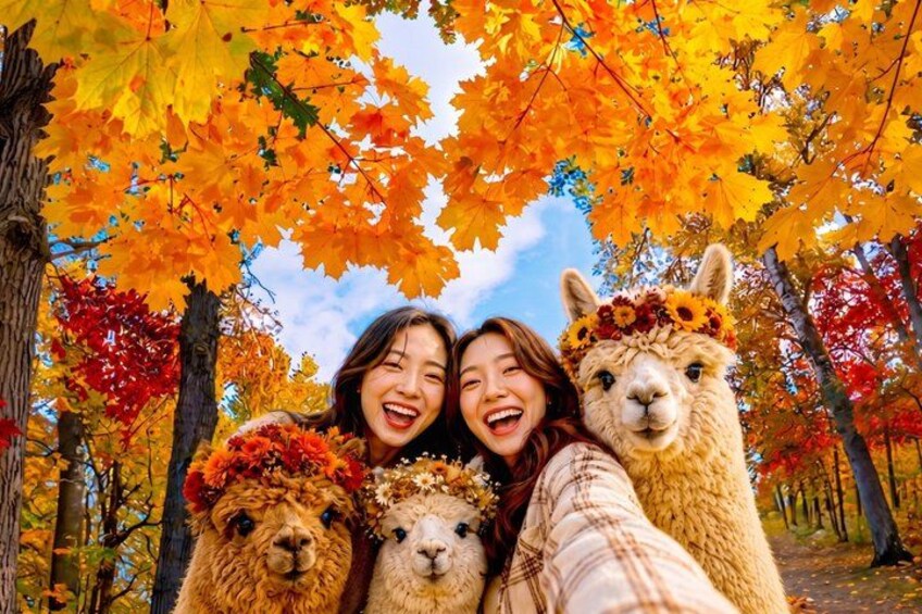 Alpaca World, Nami Island, Optional Railbike Day Trip from Seoul 1