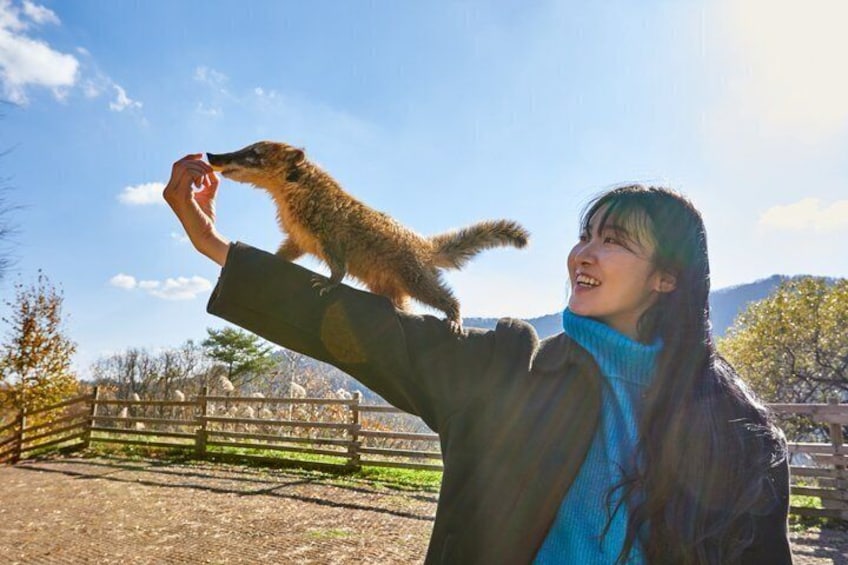 Alpaca World, Nami Island with optional Railbike Tour from Seoul 2