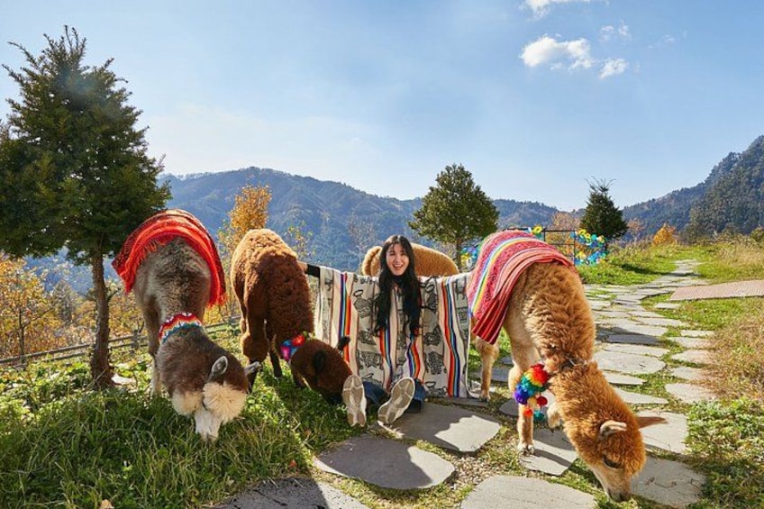 A person with llamas on a stone path with mountains in the background. 2