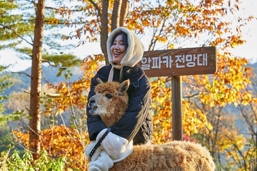 A person sitting on a llama in a forest with autumn leaves. 2