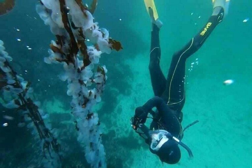 Snorkel Tour at Magic Island 5