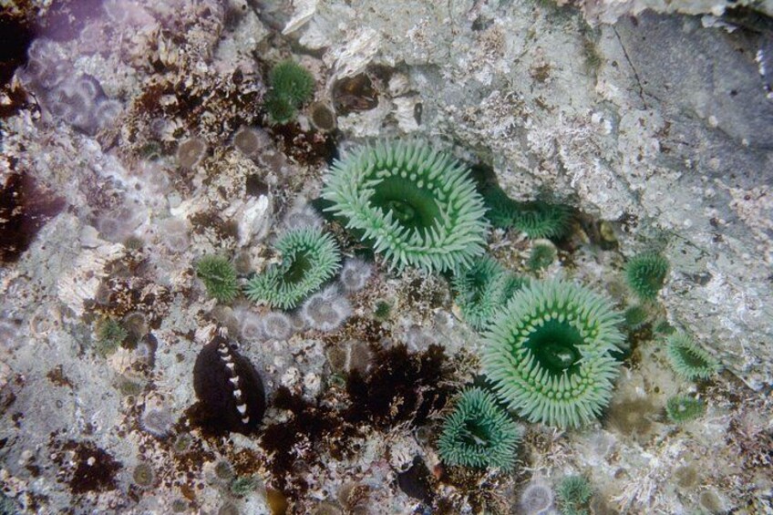 Snorkel Tour at Magic Island 2