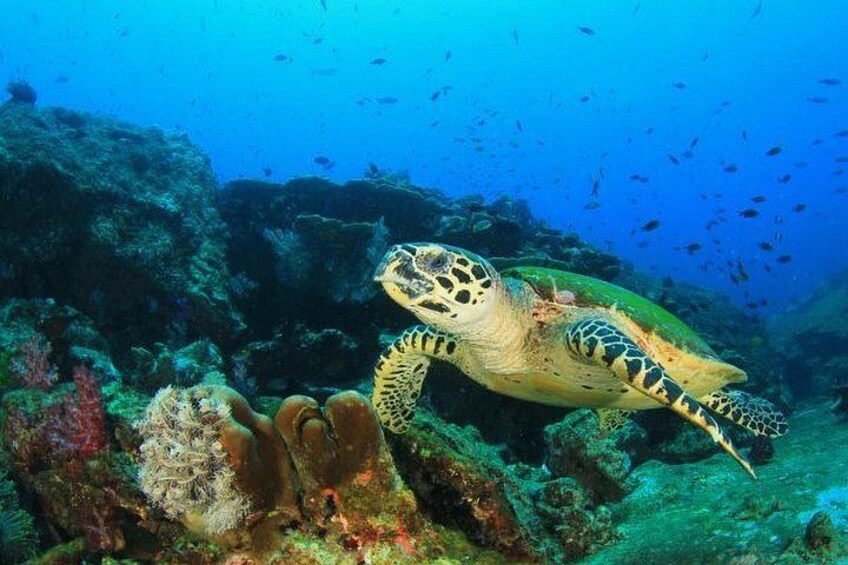 Una tortuga marina nadando cerca de un arrecife de coral. 1