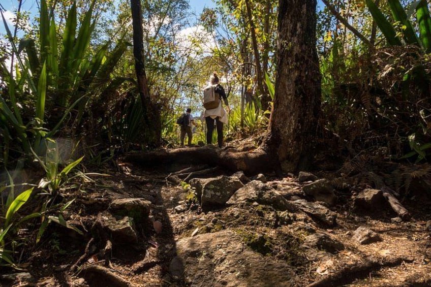 A forested area with a person standing on a rock, surrounded by trees and vegetation. 2