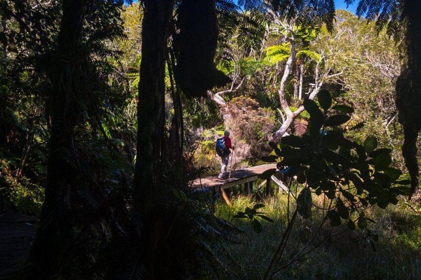 Hike: Bélouve Rainforest and Trou de Fer 2