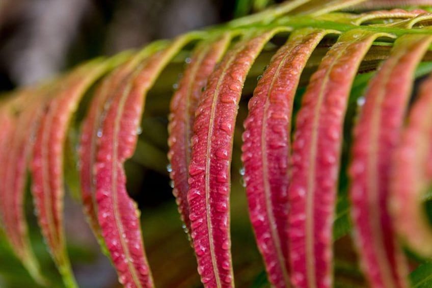 Un gros plan d’une plante aux feuilles rouge rosé, parsemées de gouttelettes d’eau. 2