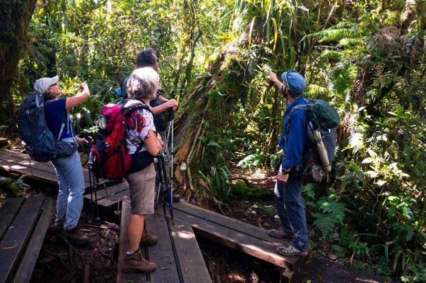 Hike: Bélouve Rainforest and Trou de Fer 3