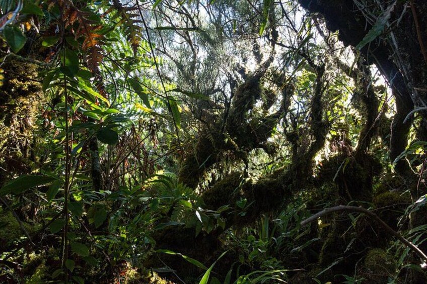 Un bosque denso con diversas plantas y árboles verdes. 3
