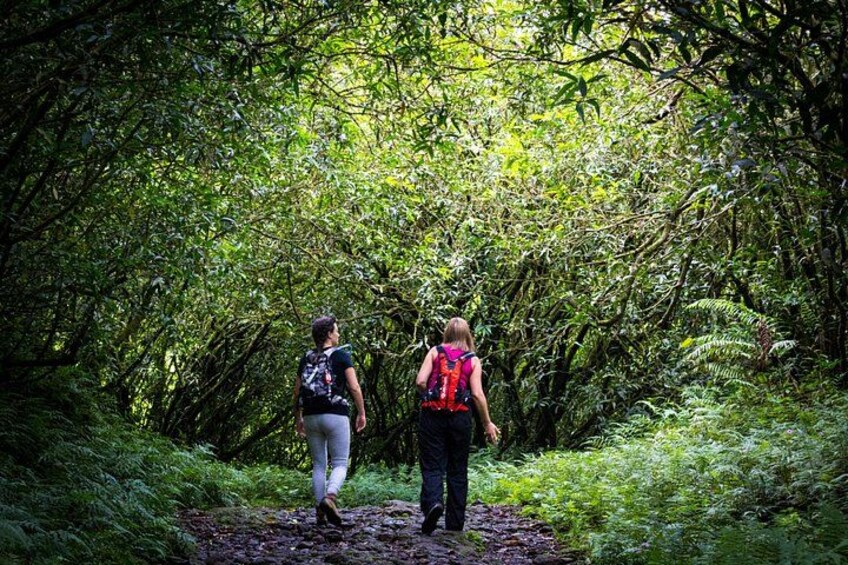Dos personas caminando por un sendero forestal rodeado de follaje verde denso. 4