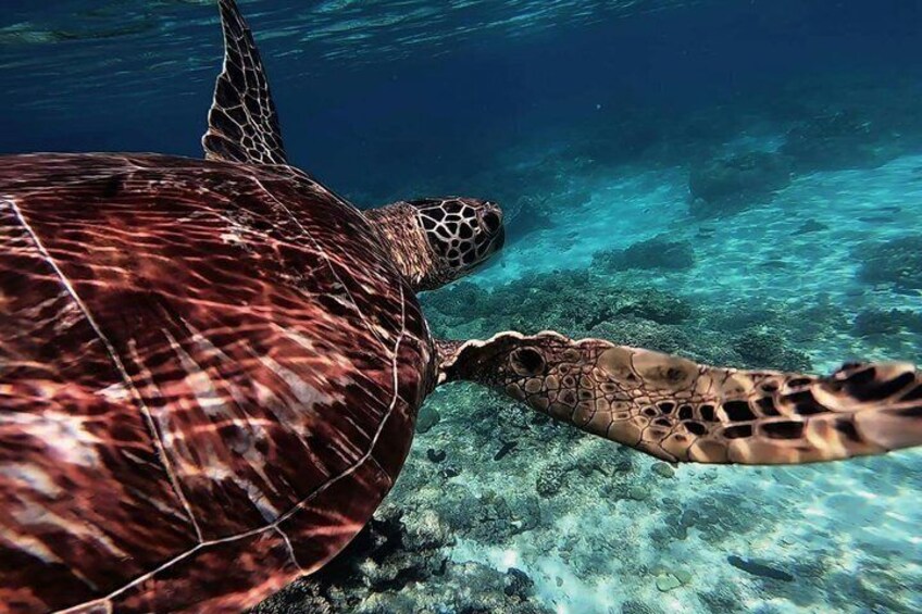 Apo Island Day Tour from Dumaguete with Lunch & Transfer 2