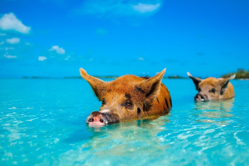 Two pigs in clear blue water. 5