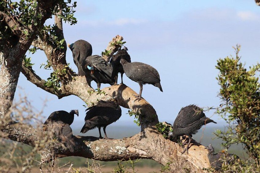 A group of birds perched on a tree branch. 3