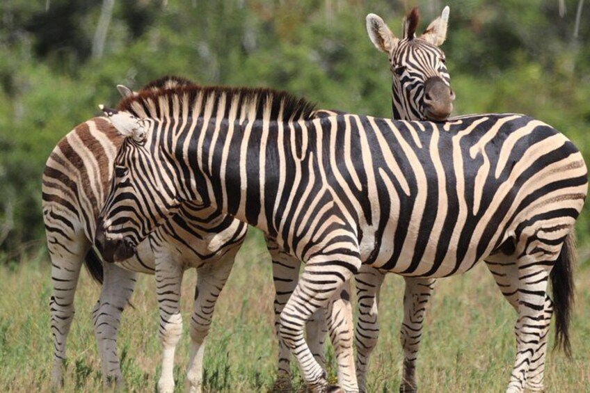 2 Day Private Luxury Addo Elephant & Mountain Zebra Park Safari 2