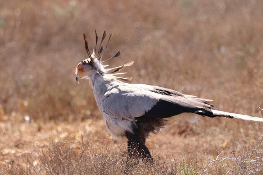 A bird with a distinctive crest and long tail standing in a dry grassland. 2